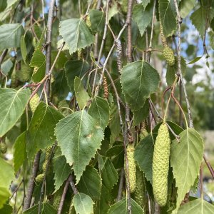 Breza previsnutá (Betula Alba) výška: 250-300 cm, obvod kmeňa: 6/8 cm, kont. C35L - VIACKMENNÁ